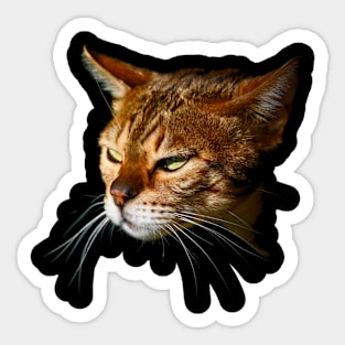 Bengal Cat / Swiss Artwork Photography Sticker